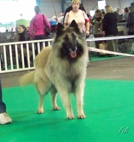 n°78 Banzai du parc jonageois 5292.JPG